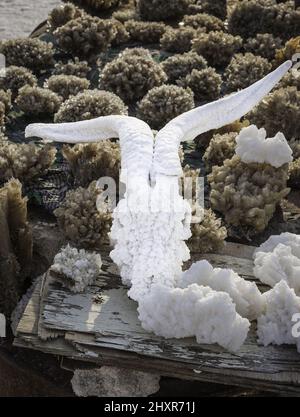 Salzkristallisierter Ziegenschädel Stockfoto