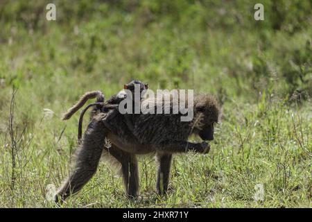 Mutter und Baby Baboon Affe in der Serengeti Stockfoto