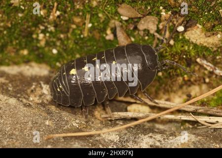 Nahaufnahme eines häufigen Pillenwanzers, Roly-Poly- oder Zimmermanns, Armadillidium vulgare Stockfoto