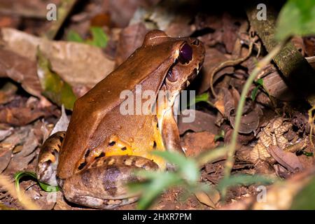 Großer exotischer Frosch im Wald, Savage's dünnkalter Frosch Leptodactylus savagei Stockfoto