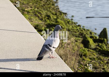 Seitenansicht des Körpers der Felstaube von Angesicht zu Angesicht. Stockfoto