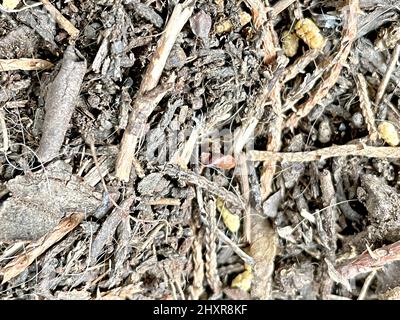 Nahaufnahme von Holzabfällen und Holzabfällen Stockfoto