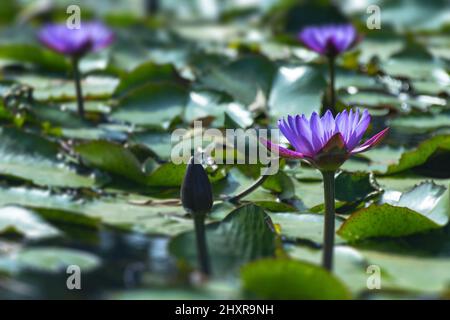 Lila, Rosa, Blau, Wasser, Lilie, Blume, Nymphaea nouchali Stockfoto