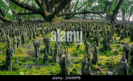 Pneumatophores von Mangroven Waldbett mit grünem Moos wachsen Stockfoto