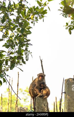 Rhesus Macaque Affe mit Baby Stillen in Sundarbans Stockfoto