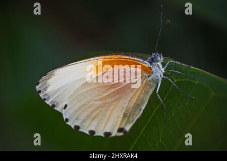 Zwei gepunktete Border Mylothris rueppelii haemus 9099 Stockfoto