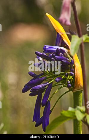 Agapantthus Flower Eröffnung 15322 Stockfoto