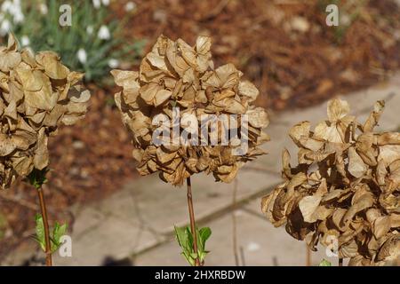 Nahaufnahme der verwelkten Blüten eines Hortensia-Strauches mit spätem Winter, Frühling, bevor der Schnitt zurückgeht. Verblasste Blätter, Schneeglöckchen und Pfad im Hintergrund Stockfoto