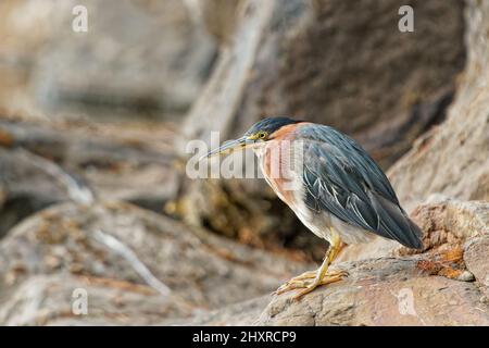 Shallow-Focus-Aufnahme eines gestreifte Reihers, der auf einem Felsen mit einem verschwommenen felsigen Hintergrund sitzt Stockfoto