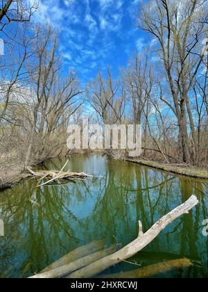 Vertikale Aufnahme des Flusses, umgeben von blattlosen Bäumen. Stockfoto