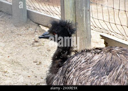 Unscharfer Emu mit Kopf sitzt in einem Drahtkäfig auf einer Farm Stockfoto