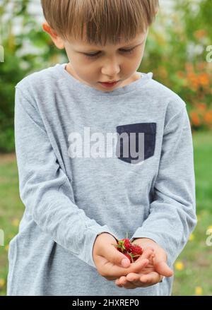 Nahaufnahme einer Himbeere in den Händen von Kindern im Hinterhof, agrarisches Leben Stockfoto