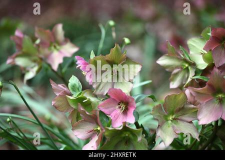 Die verblassenden Blüten der RosemaryÕ von Helleborus ÔWalberton Stockfoto