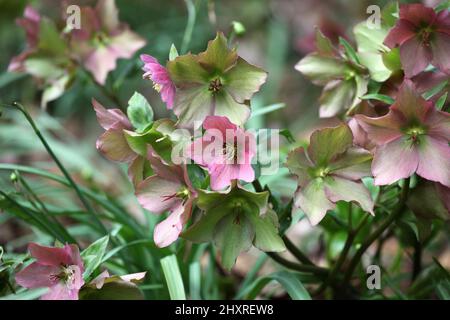 Die verblassenden Blüten der RosemaryÕ von Helleborus ÔWalberton Stockfoto