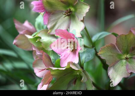 Die verblassenden Blüten der RosemaryÕ von Helleborus ÔWalberton Stockfoto