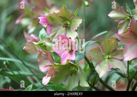 Die verblassenden Blüten der RosemaryÕ von Helleborus ÔWalberton Stockfoto