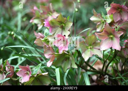 Die verblassenden Blüten der RosemaryÕ von Helleborus ÔWalberton Stockfoto