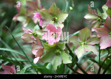 Die verblassenden Blüten der RosemaryÕ von Helleborus ÔWalberton Stockfoto