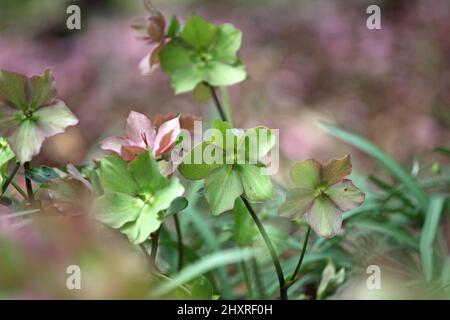 Die verblassenden Blüten der RosemaryÕ von Helleborus ÔWalberton Stockfoto