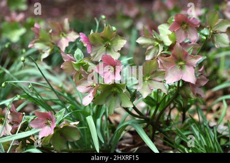 Die verblassenden Blüten der RosemaryÕ von Helleborus ÔWalberton Stockfoto