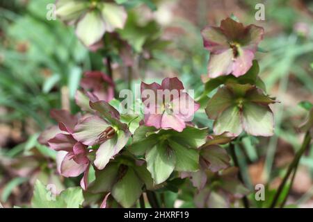 Die verblassenden Blüten der RosemaryÕ von Helleborus ÔWalberton Stockfoto