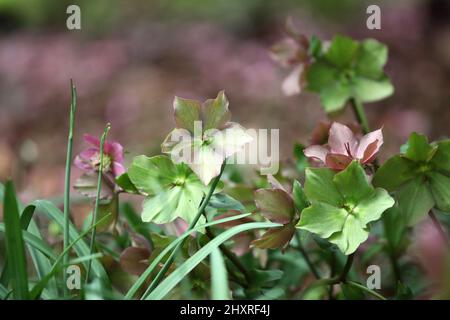 Die verblassenden Blüten der RosemaryÕ von Helleborus ÔWalberton Stockfoto