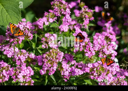 Drei Schmetterlinge auf rosa Blüten im Garten sammeln an einem sonnigen Sommertag Pollen Stockfoto