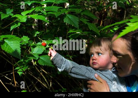 Eine junge Frau hält ein Kleinkind, das in einem Wald nach einer roten Beere greift Stockfoto
