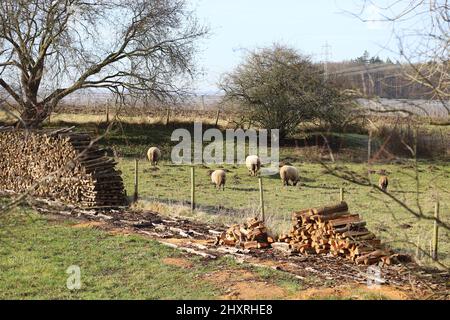 Schafe auf einem Rasenfeld Stockfoto