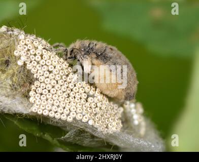 Vaporer - Orgyia antiqua Stockfoto