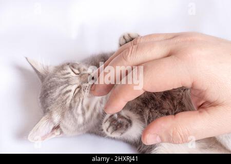 Ein kleines blindes neugeborenes Kätzchen schläft in den Händen eines Mannes auf einem weißen Bett, Draufsicht. Das Kätzchen leckt den Finger des Mannes mit seiner Zunge. Pflege von Haustieren Stockfoto