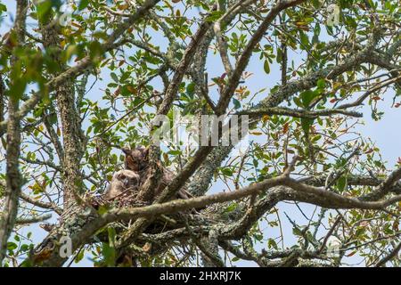 Eltern und Nestlinge großer gehörnter Eulen brüten im Audubon Park, New Orleans, LA, USA Stockfoto