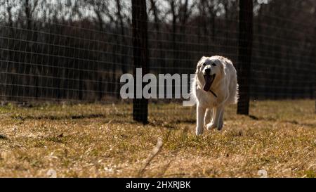 Ein Schweizer Weißer Schäferhund läuft auf einen Zaun zu. Stockfoto