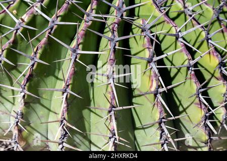 Nahaufnahme eines exotischen grünen Kaktus in Mexiko Stockfoto