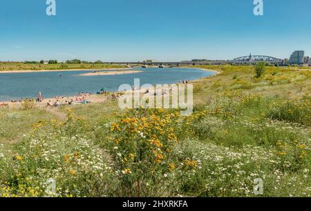 Strand am Fluss waal, Nijmegen, Gelderland, Niederlande *** Ortsüberschrift *** Landschaft, Wasser, Blumen, Sommer, Strand, Menschen, Stockfoto