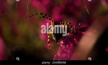 Eine große Spinne, die sitzt mit seinem Rücken mit einem schönen Muster. Kreativ. Eine große schöne Spinne auf einer kleinen rosa Blütenknospe Stockfoto