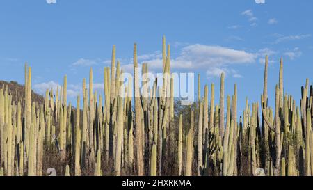 Panoramafoto von grünen Kakteen unter einem klaren blauen Himmel in mexiko Stockfoto