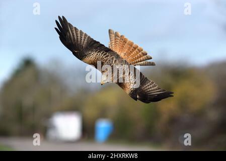 Rotmilan - Milvus milvus Stockfoto