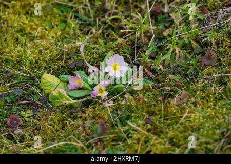 Ein idyllischer weißer Kuhslip auf einem überwucherten Rasen läutet den Frühling in Deutschland ein Stockfoto