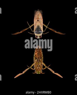 Gewöhnlicher Rückenschwimmer - Notonecta glauca Stockfoto