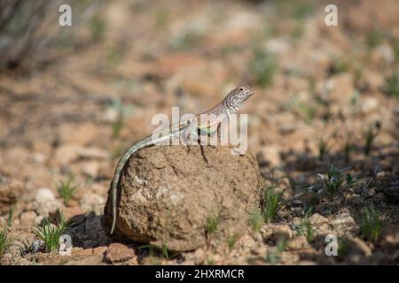 Greater Earless Lizard Big Bend National Park, Texas Stockfoto