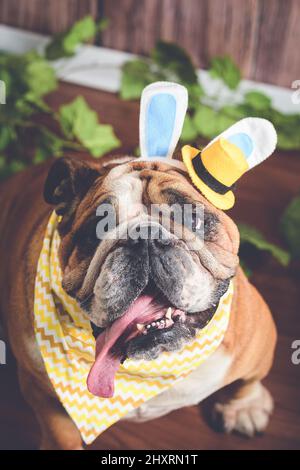 Nahaufnahme eines Pitbull mit Osterkostüm Stockfoto