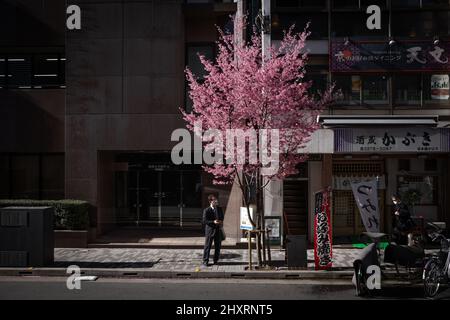 Tokio, Japan. 14. März 2022. Geschäftsmann schaut auf die Blüten des Kirschbaums Sakura in Nihombashi. Die frühen Sakura-Kirschbäume begannen im Zentrum Tokyos zu blühen und begannen mit der Kirschblütensaison in der japanischen Hauptstadt. Kredit: SOPA Images Limited/Alamy Live Nachrichten Stockfoto