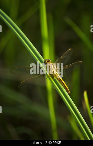 Im Sommerabend sitzt eine gelbe Libelle auf Gras Stockfoto