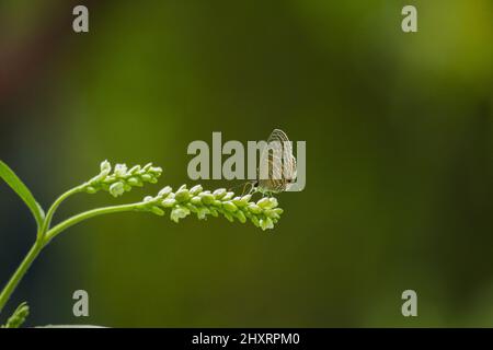 Closeup Schmetterling auf Blume Stockfoto