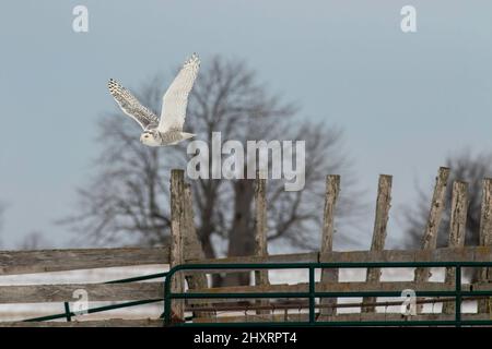 Eine verschneite Eule schlägt ihre Flügel, während sie im Winter über einen alten Holzzaun im ländlichen Kanada fliegt Stockfoto