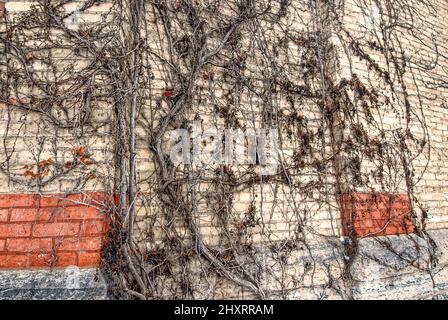 Eine Wand aus Weinreben, die in Richtung Himmel auf einem alten Gebäude wächst Stockfoto