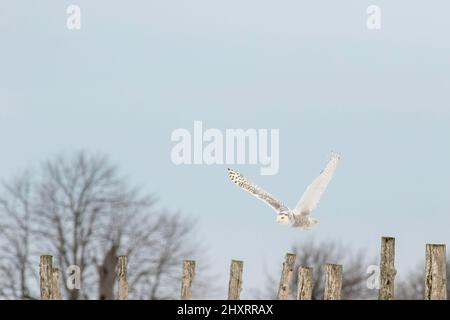 Eine verschneite Eule schlägt ihre Flügel, während sie im Winter über einen alten Holzzaun im ländlichen Kanada fliegt Stockfoto