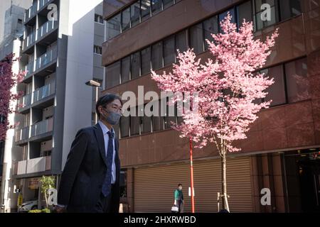 Geschäftsmann geht an einem blühenden Kirschbaum der Sakura in Nihombashi vorbei. Die frühen Sakura-Kirschbäume begannen im Zentrum Tokyos zu blühen und begannen mit der Kirschblütensaison in der japanischen Hauptstadt. (Foto von Stanislav Kogiku / SOPA Images/Sipa USA) Stockfoto