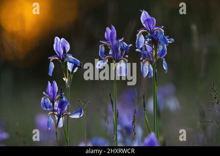 Eine Gruppe sibirischer Iris, Iris sibirica, wächst auf einer von der Abendsonne beleuchteten Frühlingswiese. Hinterleuchtete lila und violette Blütenkopf blüht in na Stockfoto
